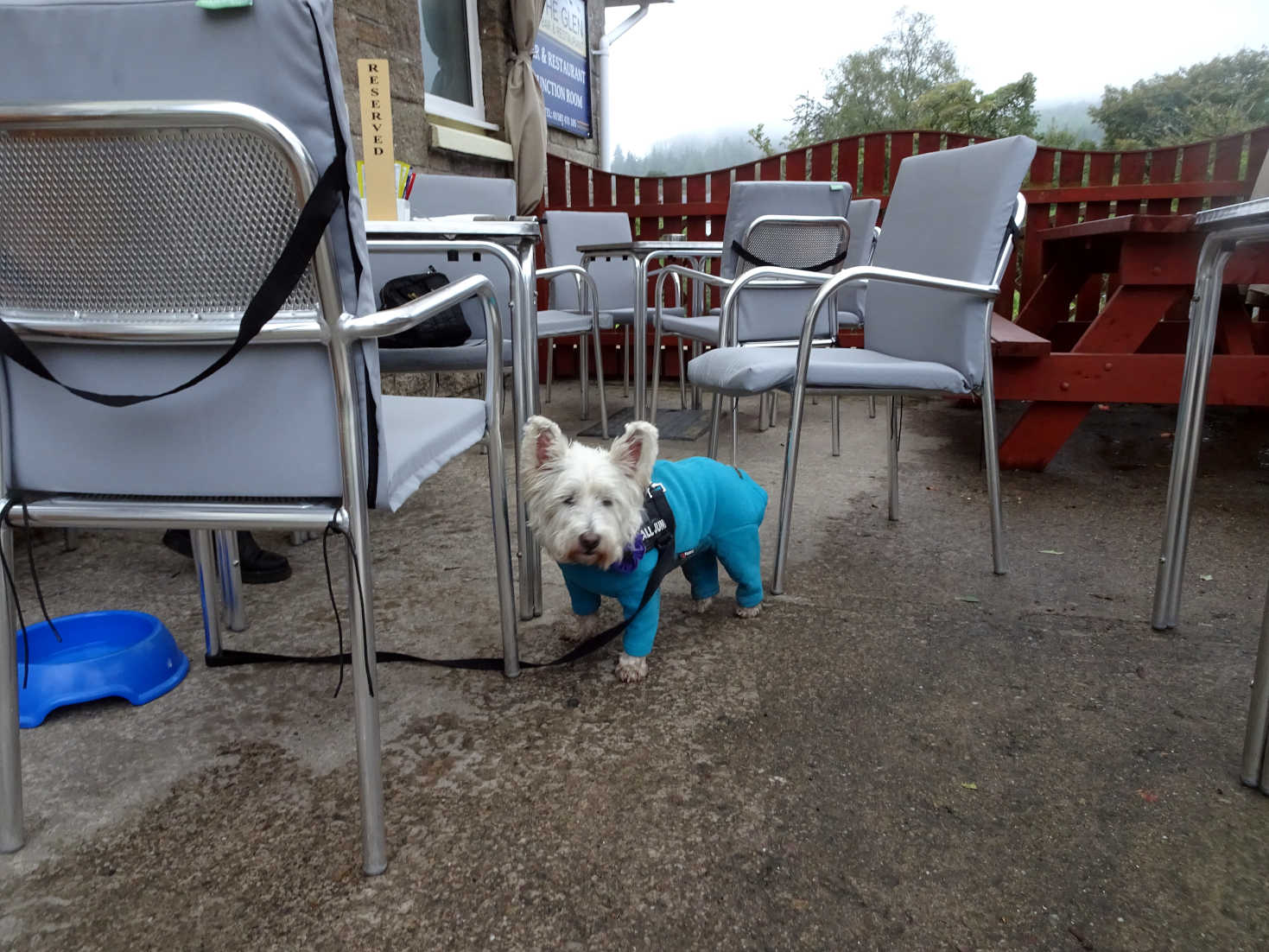 poppy the westie at the glen