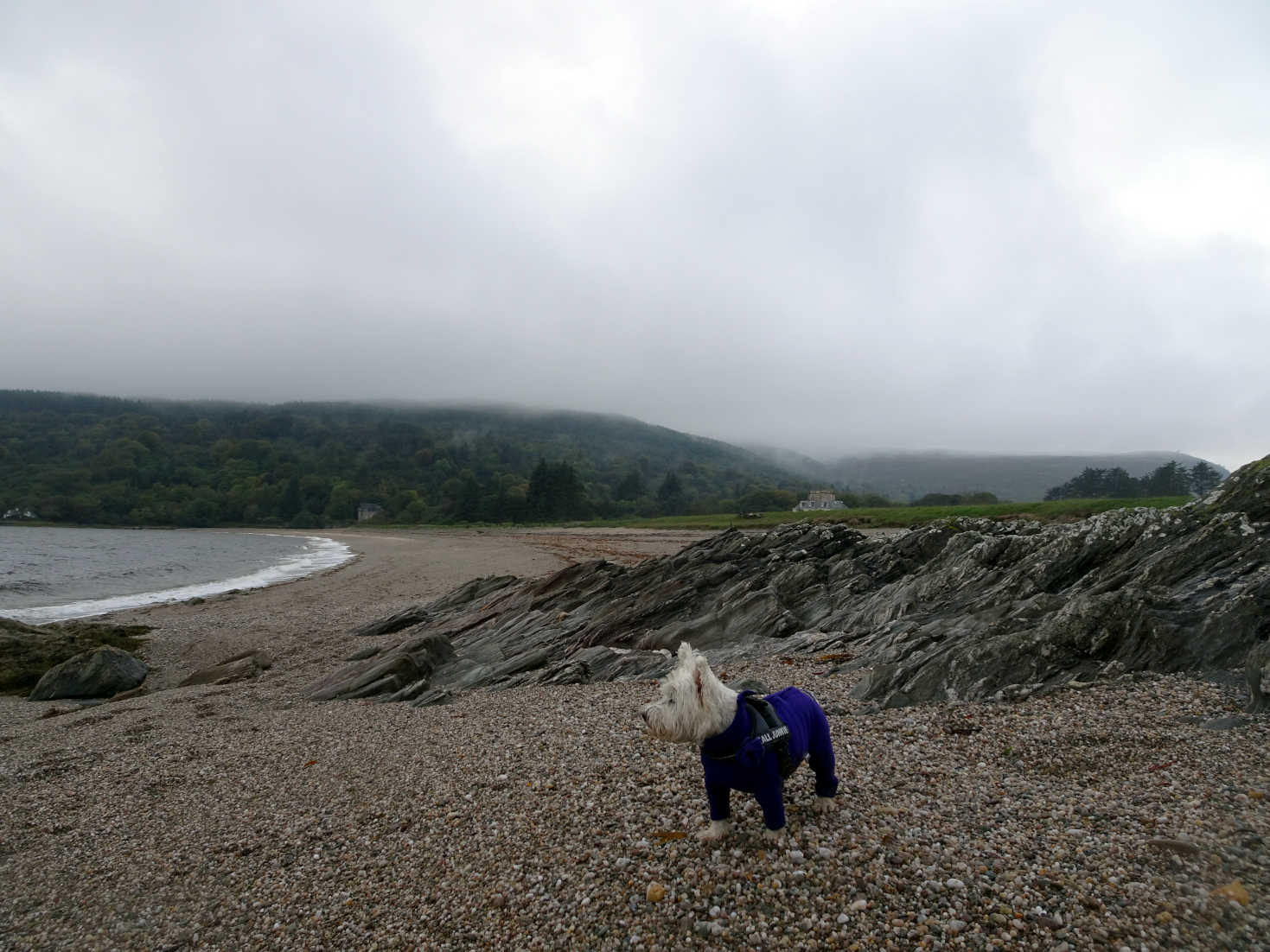 poppy the westie at the north of saddel beach