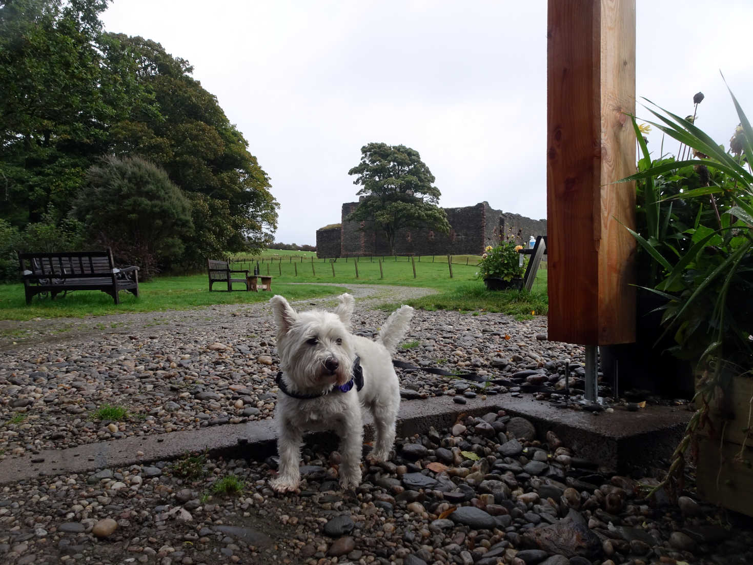 poppy the westie at the sea food shack skipness