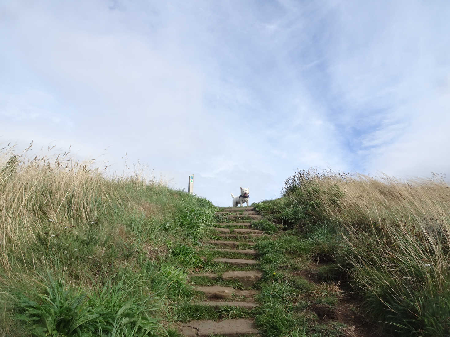 poppy the westie climbs the steps on the costal path to Elie