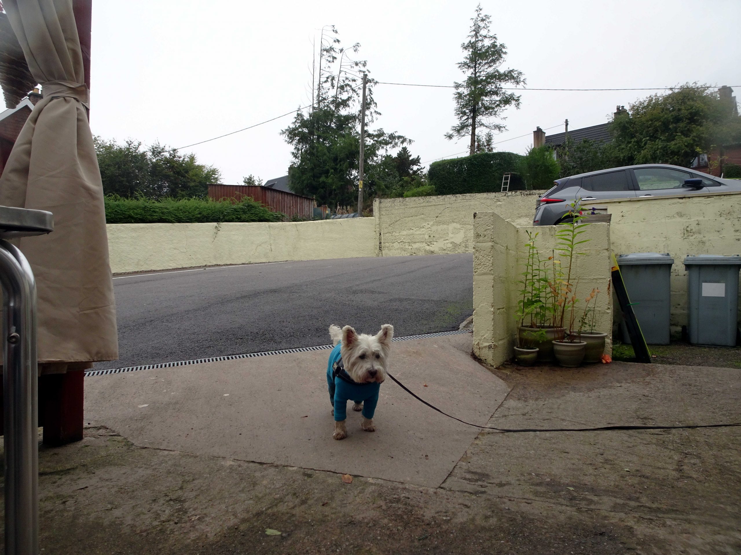 poppy the westie explores the glen