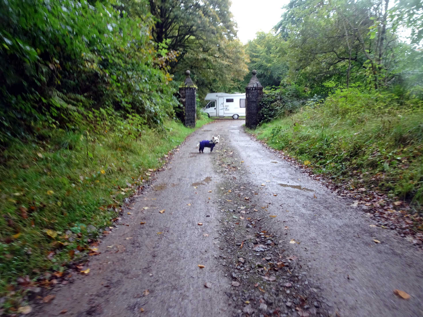 poppy the westie goes back to betsy at saddel castle