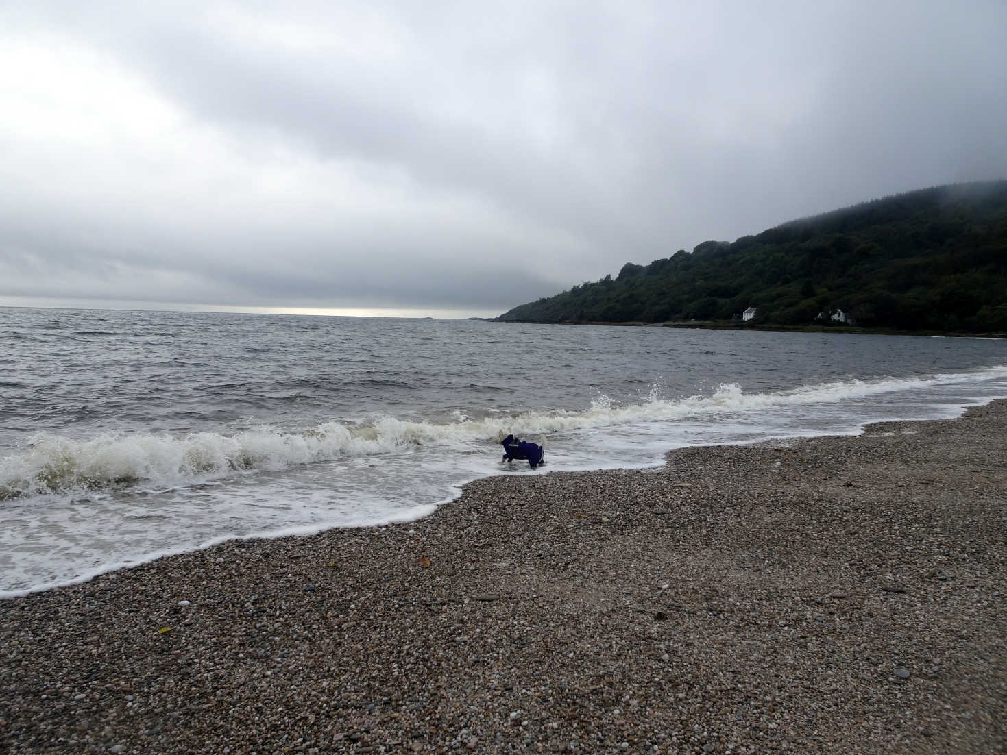 poppy the westie having a clean at saddel bay