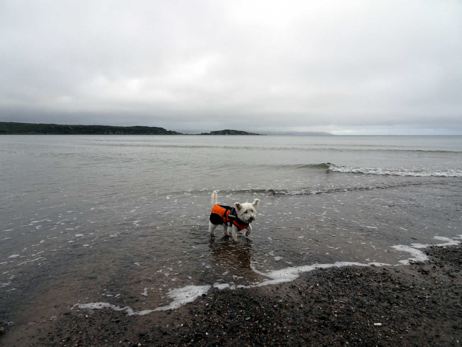 poppy the westie in carradale bay