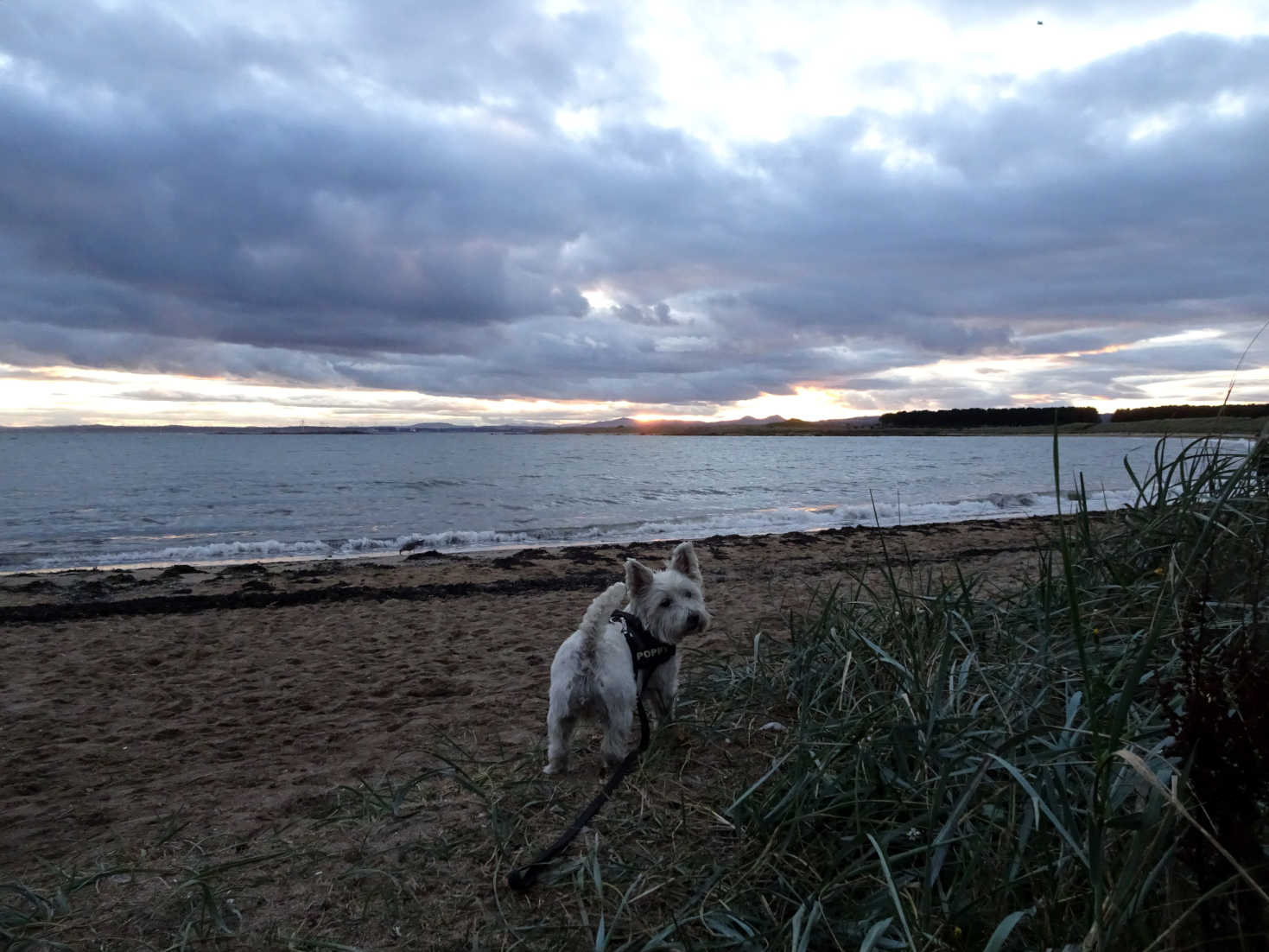 poppy the westie in shell bay beach at dusk