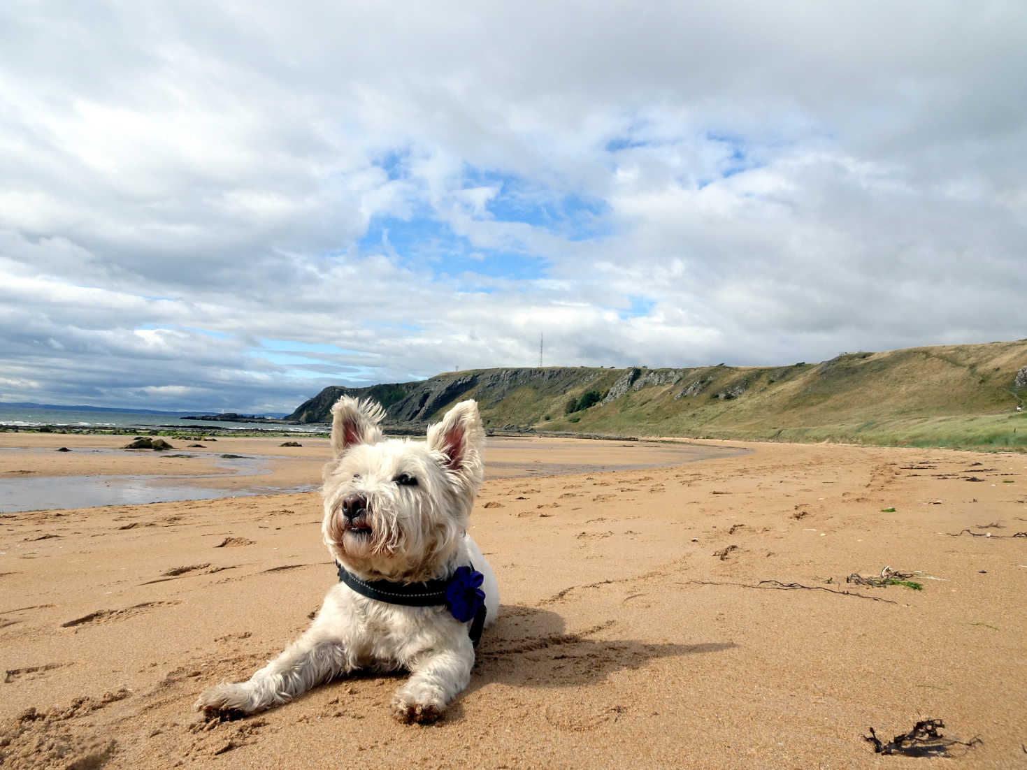 poppy the westie on Earlsferry beach