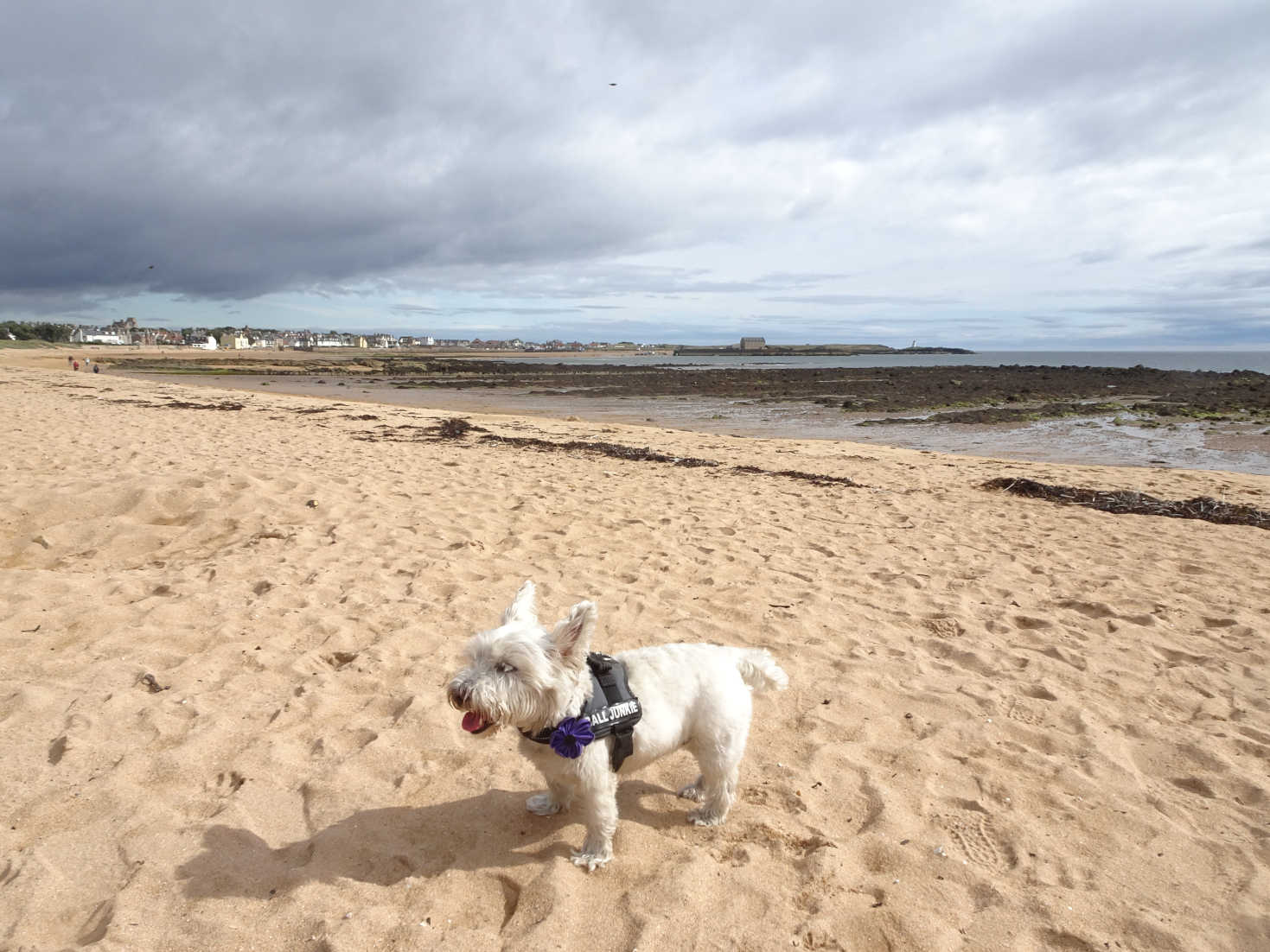 poppy the westie on Elie beach