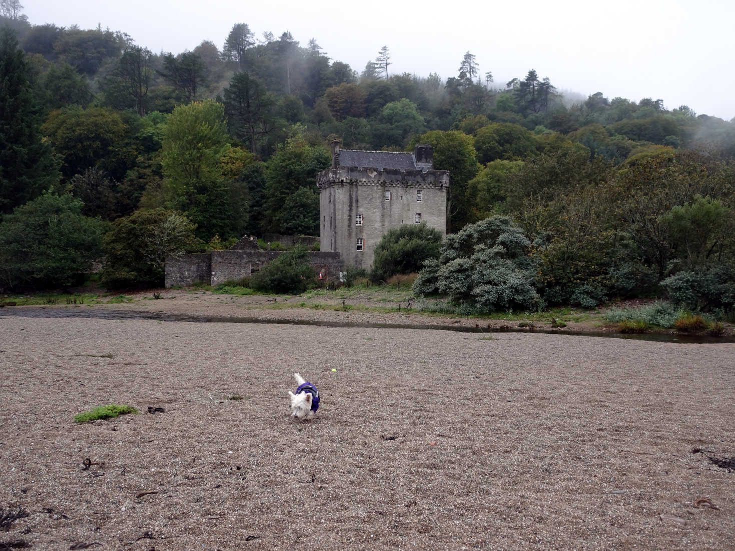 poppy the westie on beach at saddel castle