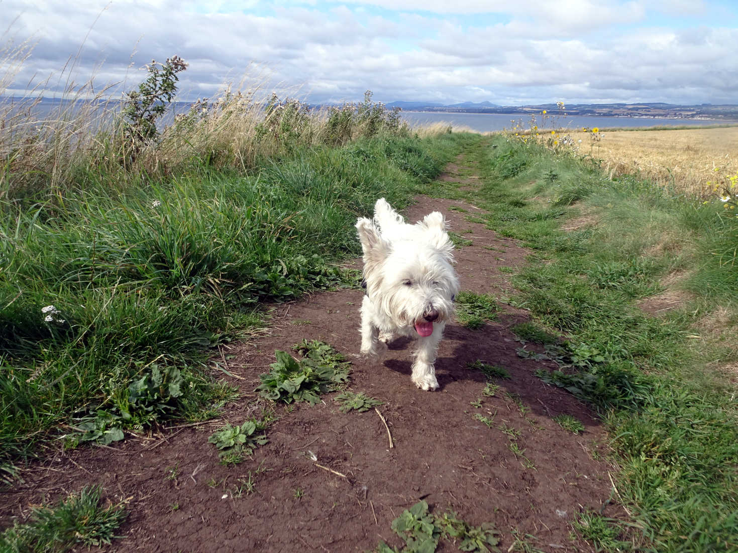 poppy the westie on clifftop path to Elie