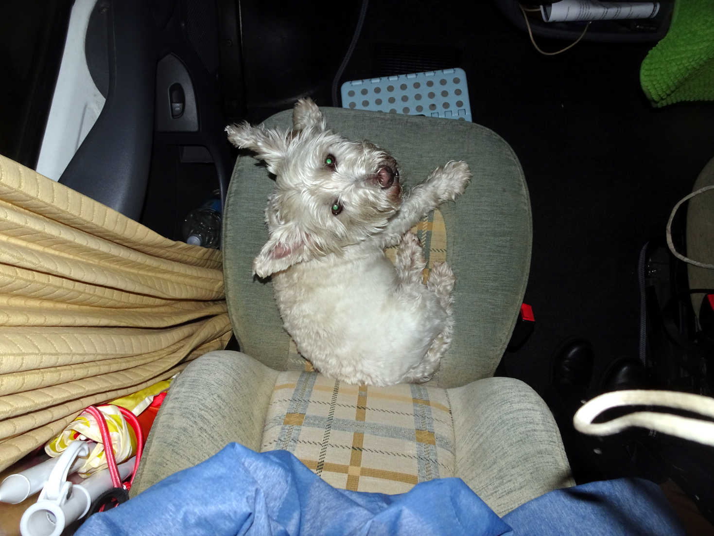 poppy the westie on her seat in betsy