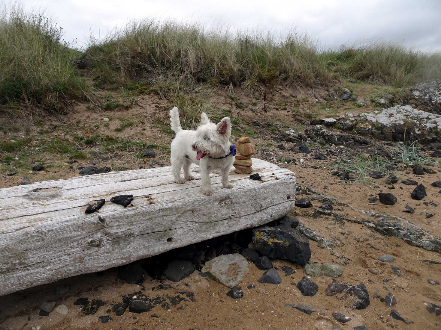 poppy the westie on log at shell beach