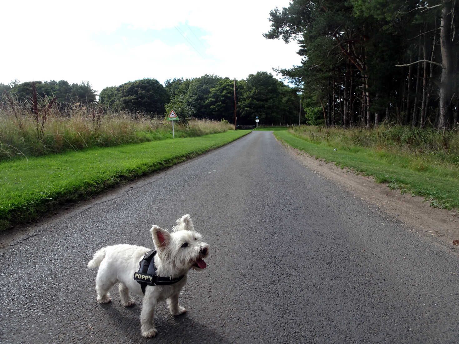 poppy the westie on road to Shell Bay Camp