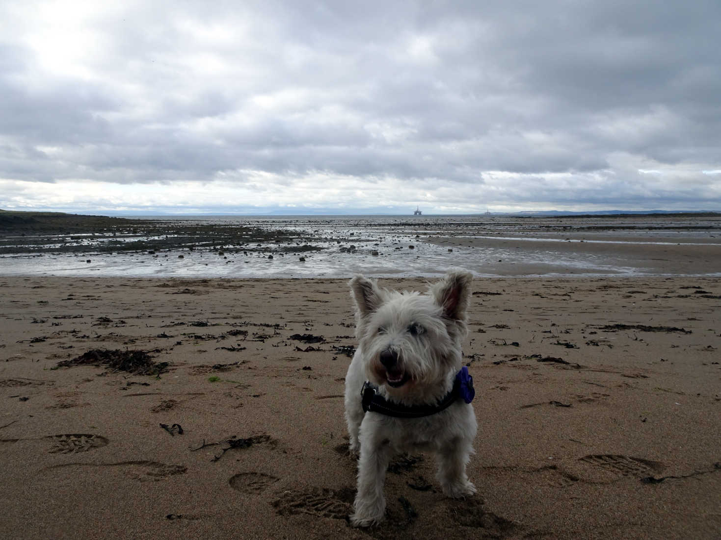 poppy the westie on shell beach