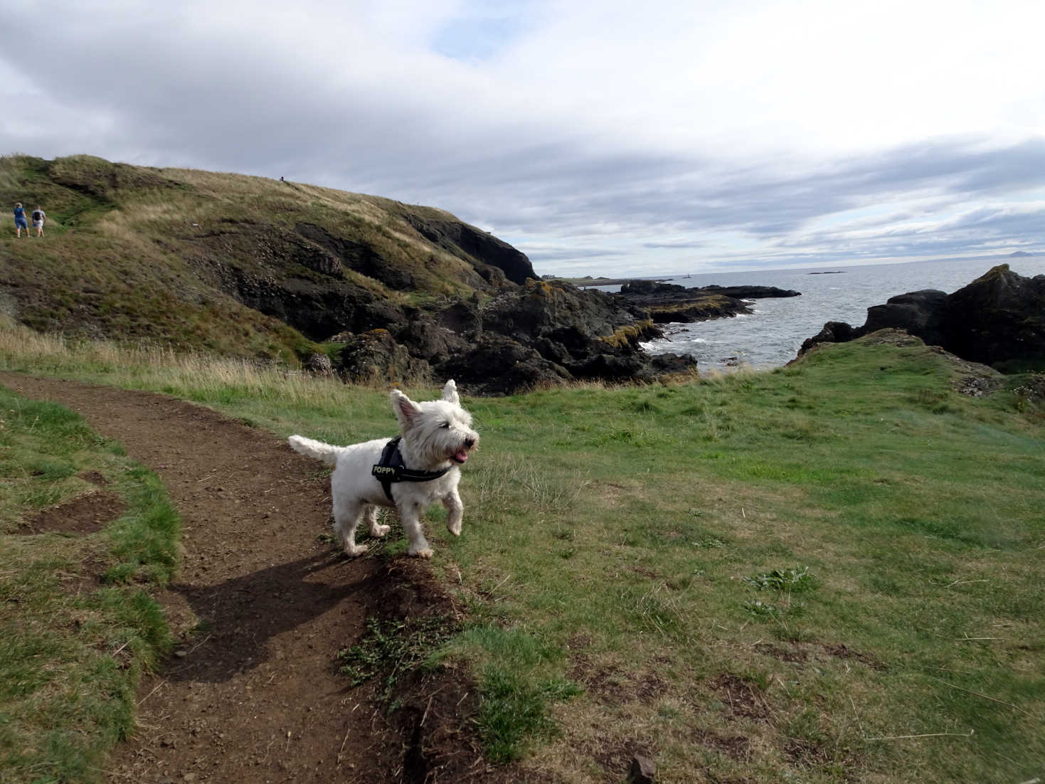 poppy the westie on the right path