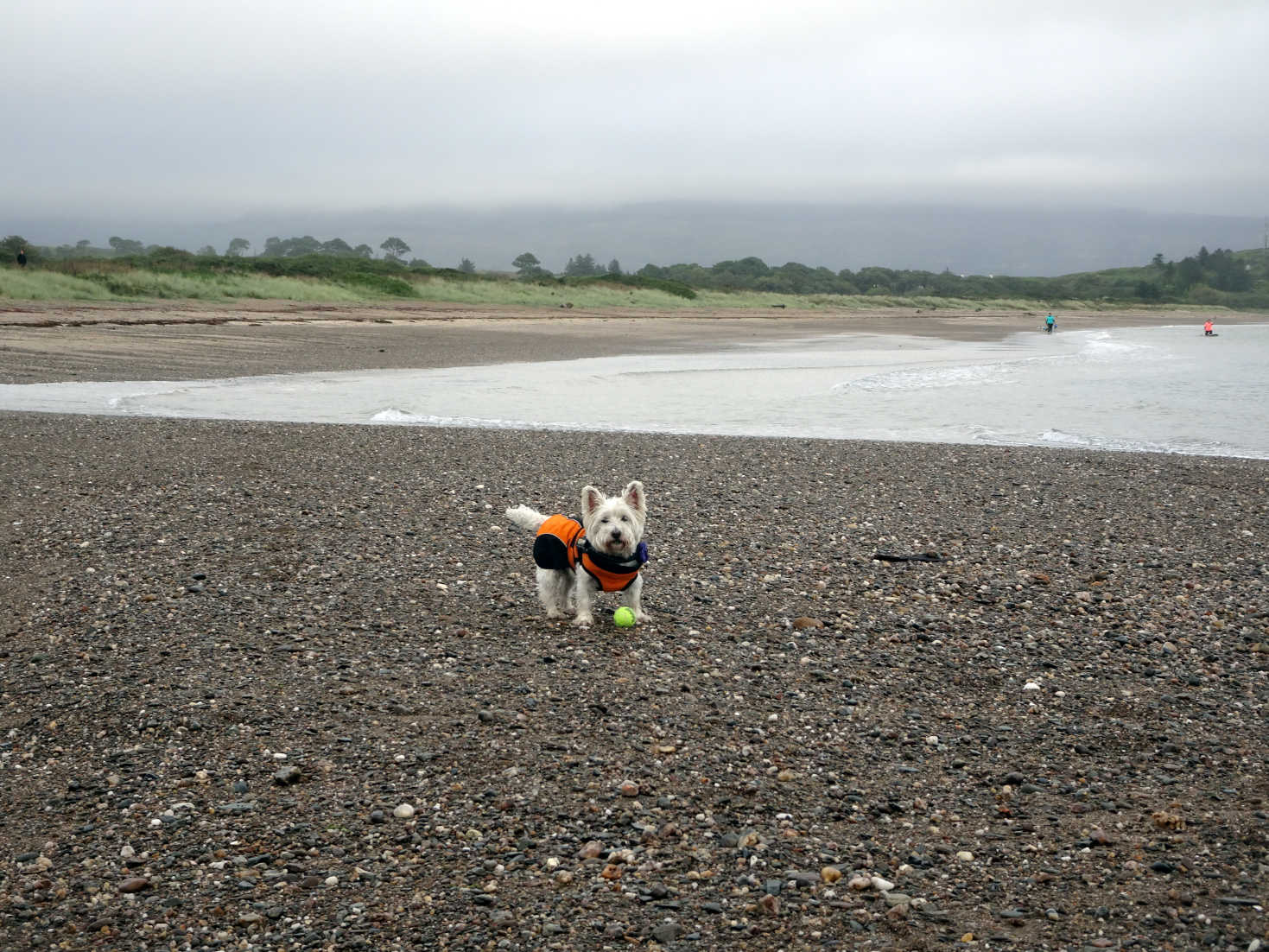 poppy the westie playing ball on carradale bay