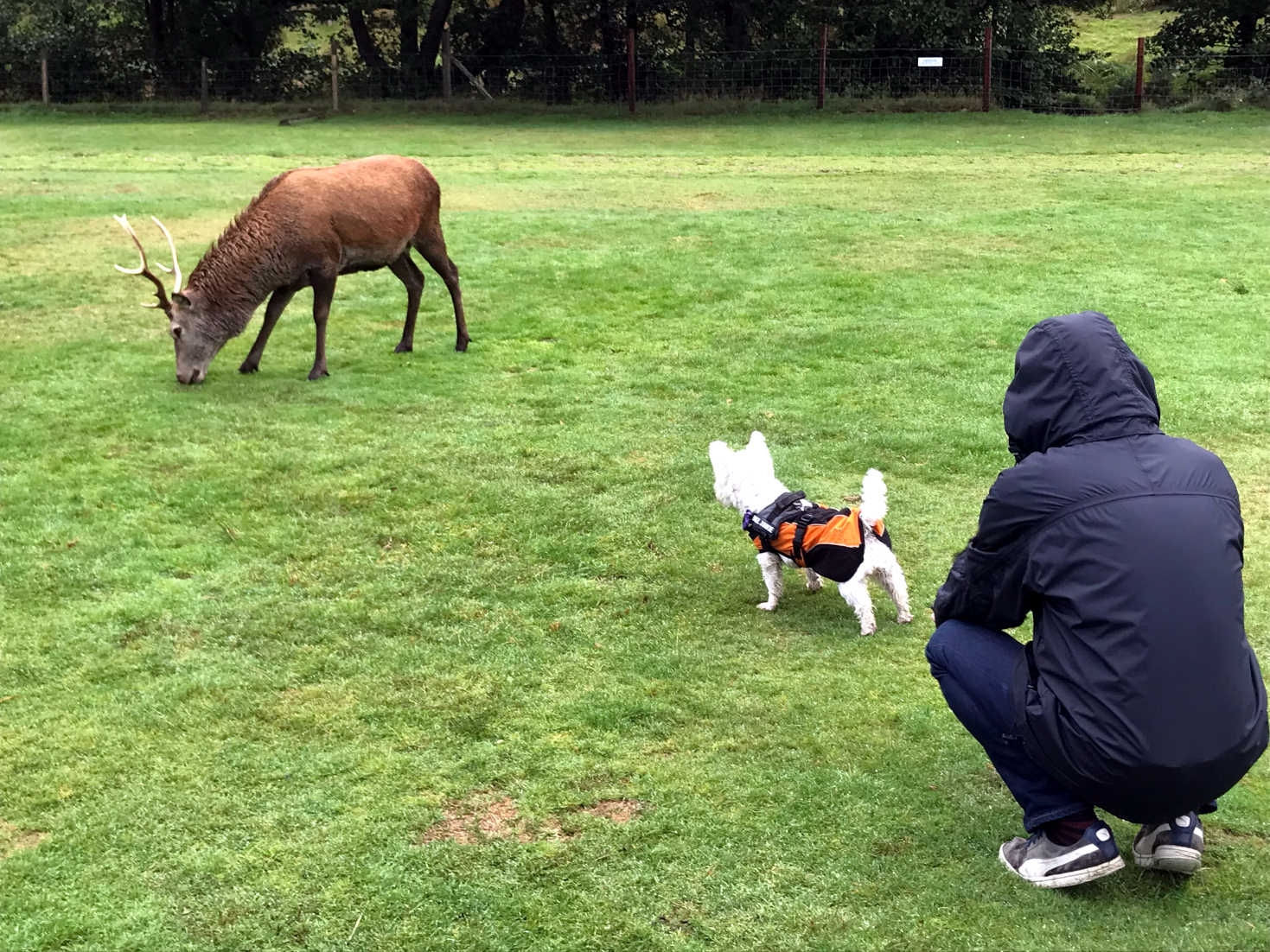 poppy the westie squares up to a red deer