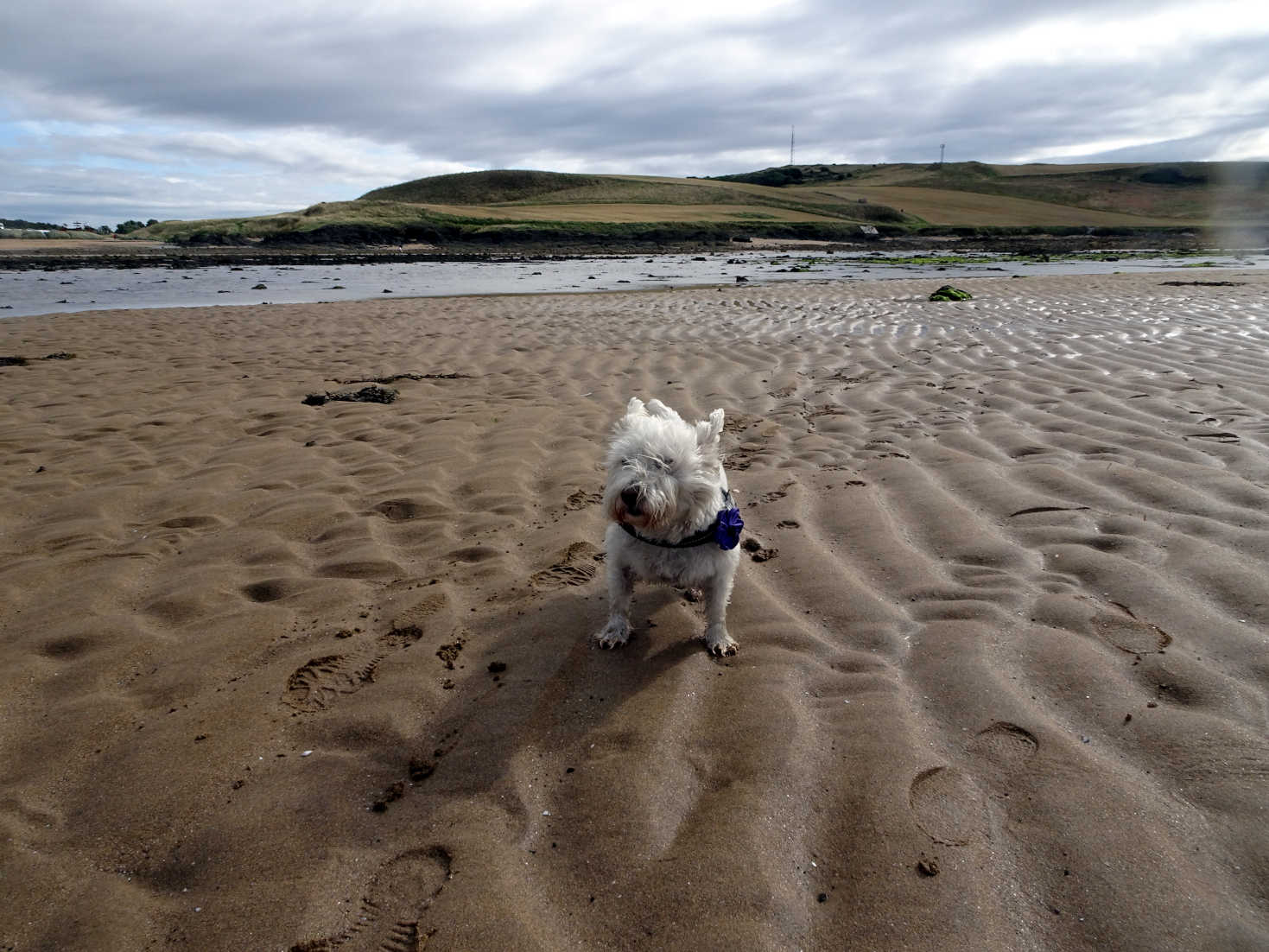 poppy the westie stranded on shell bay