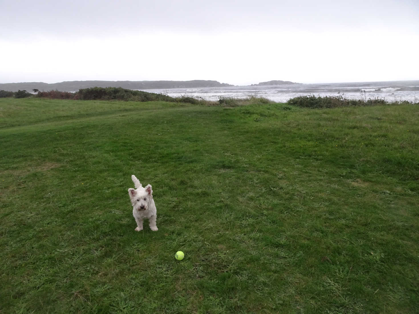 poppy the westie with ball in camp carradale