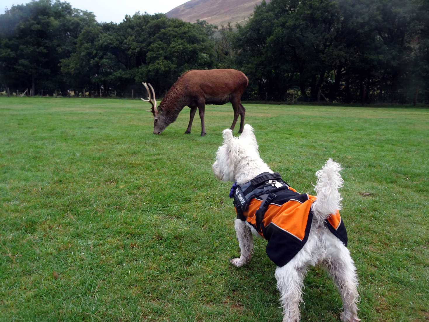 poppy the wetie stands up to red deer