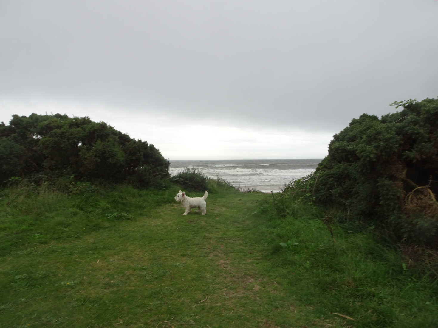 poppysocks exploring the bay