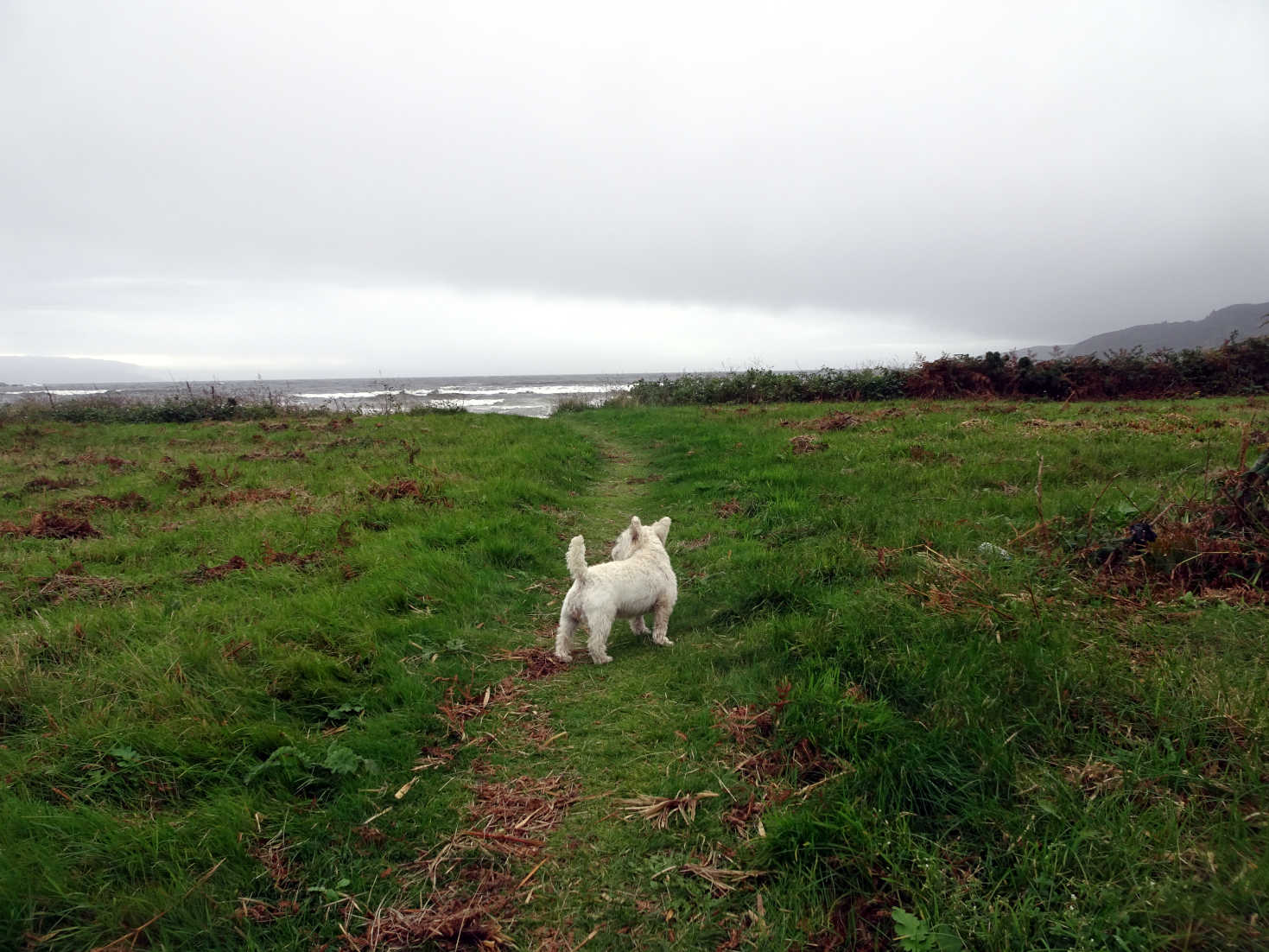 poppysocks going to carradale beach