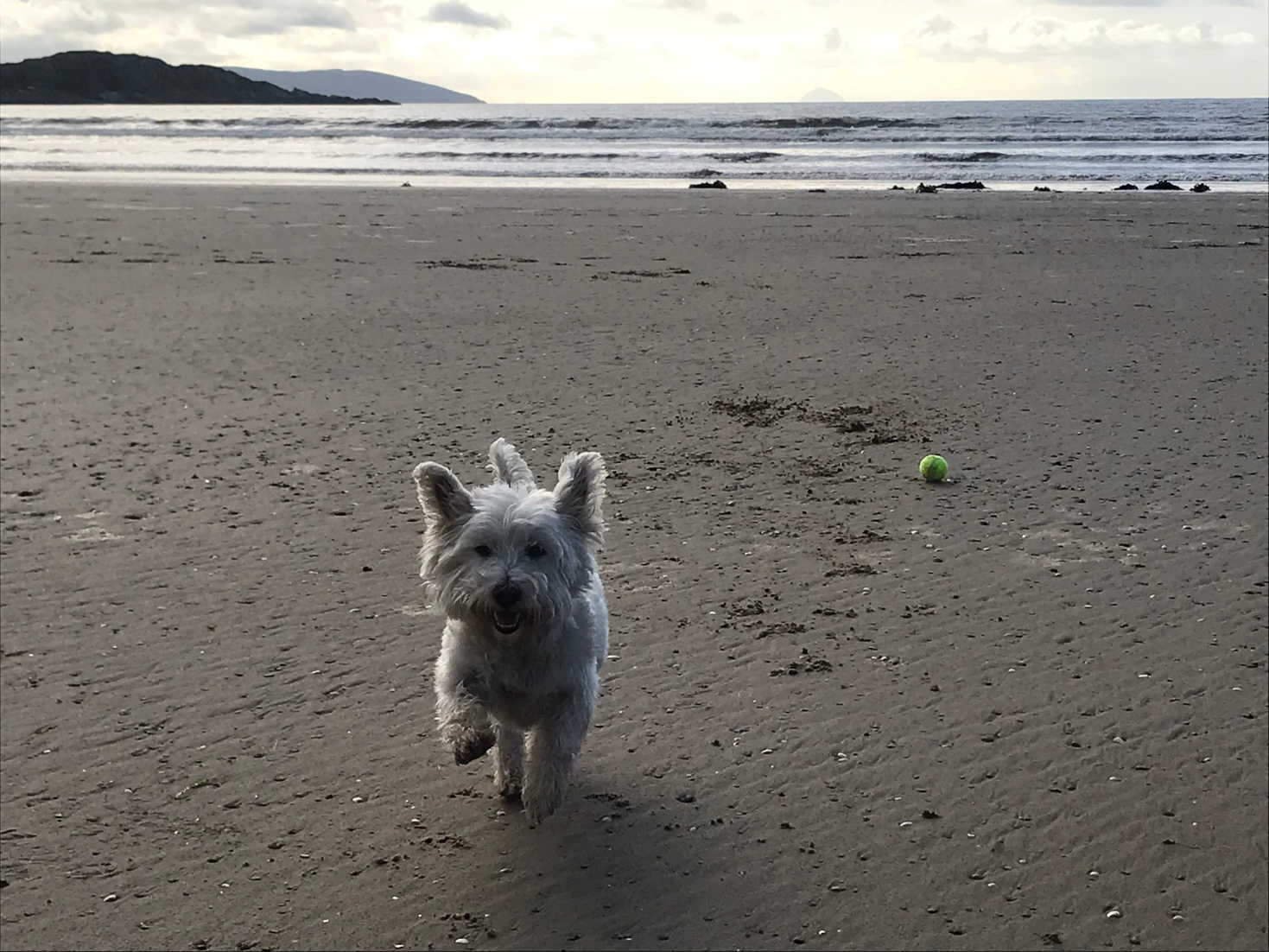 poppysocks having fun on caradale beach in the morning