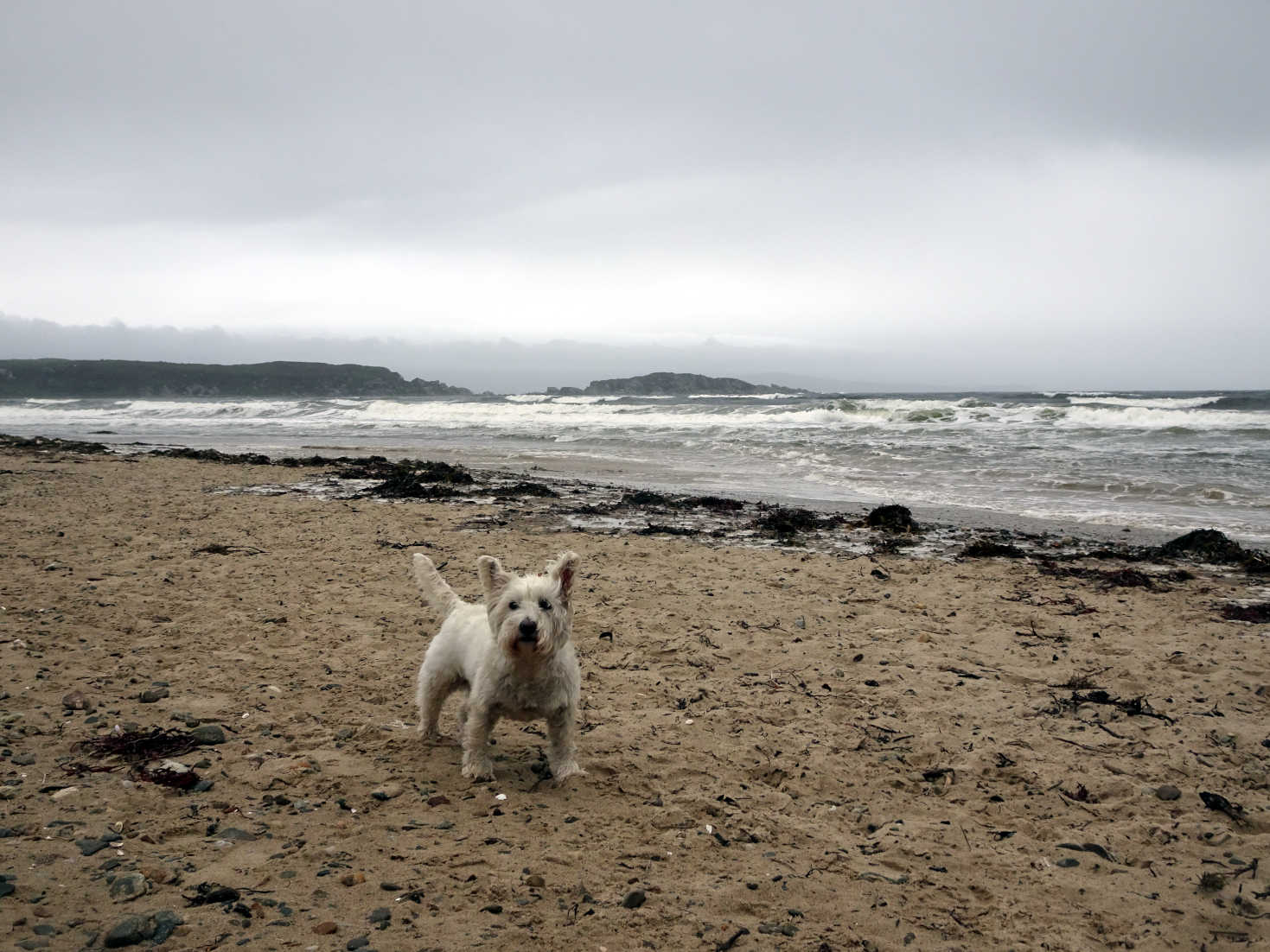 poppysocks on beach ready for canter