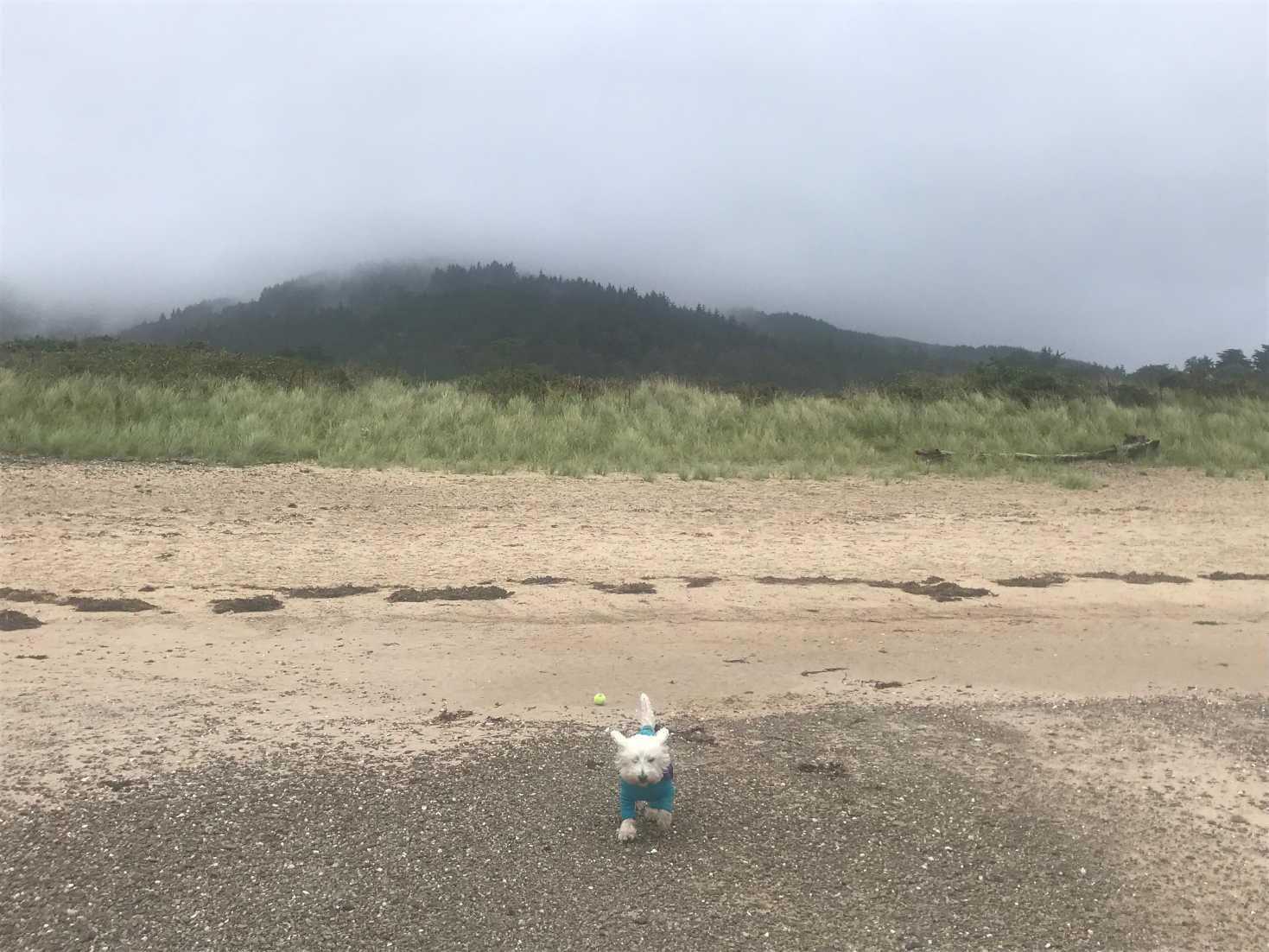 poppysocks on carradale beach in onsy