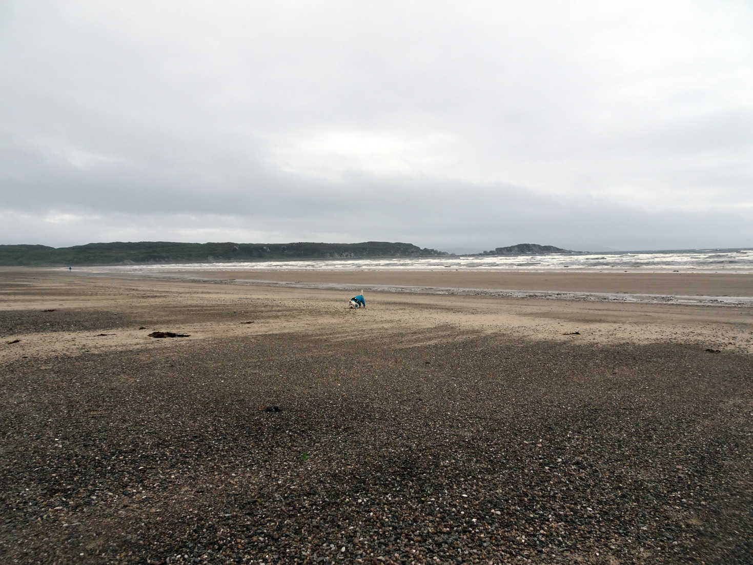 poppysocks on carradale beach on canter day