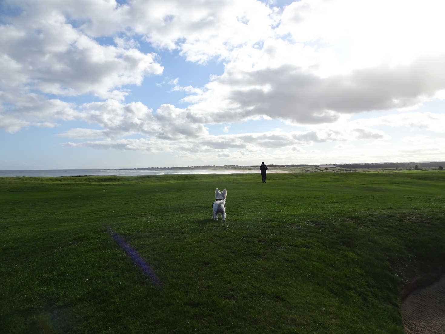 Poppy looks for mum at beadnell golf course