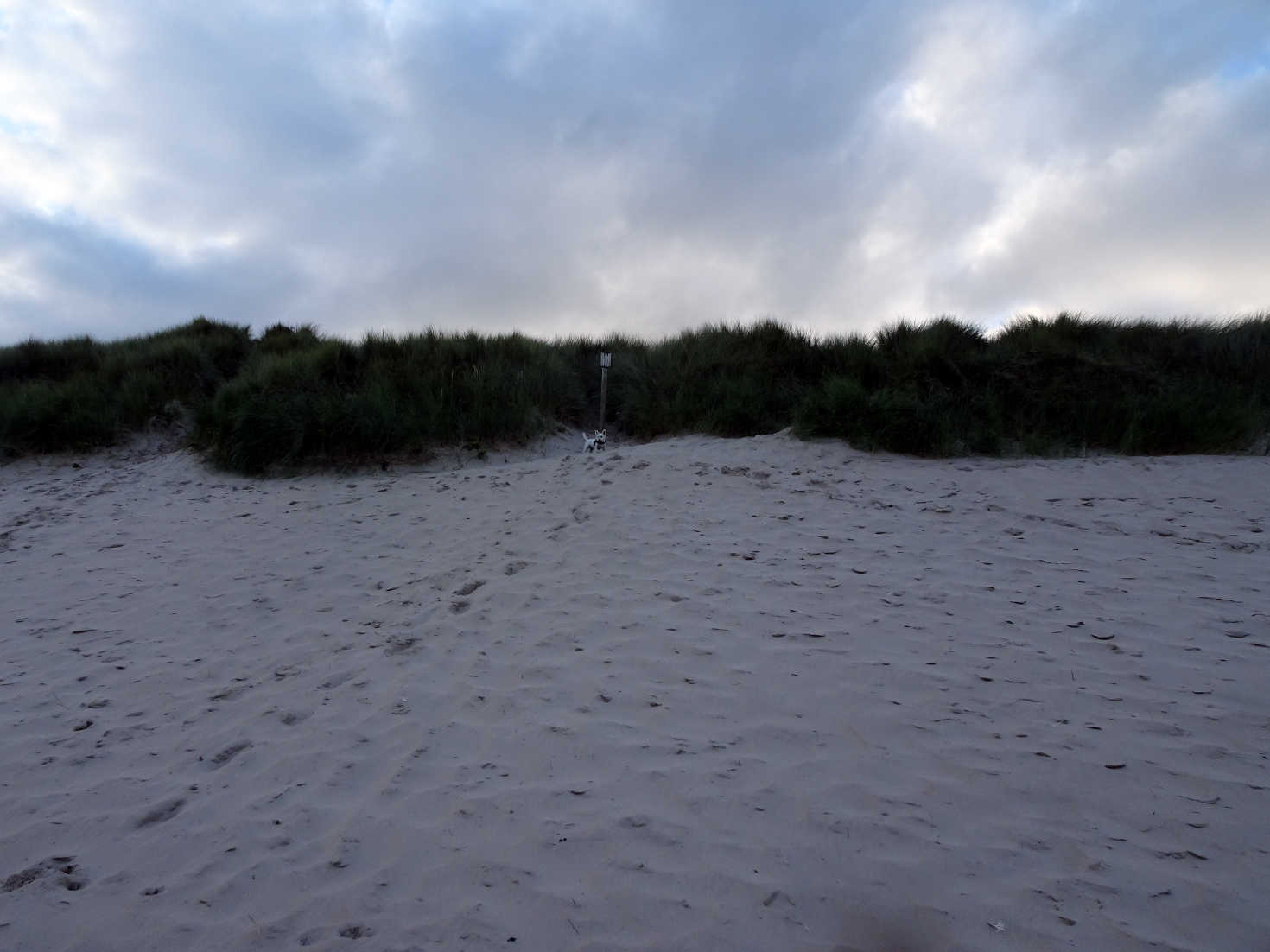 pathfinder poppysocks in the dunes beadnell