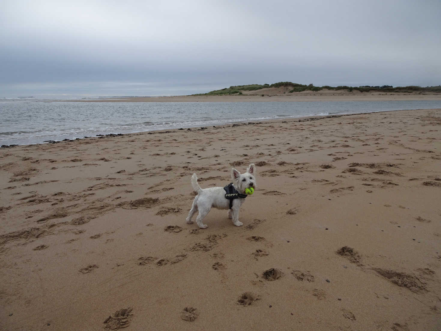 poppy and ball in alnmouth
