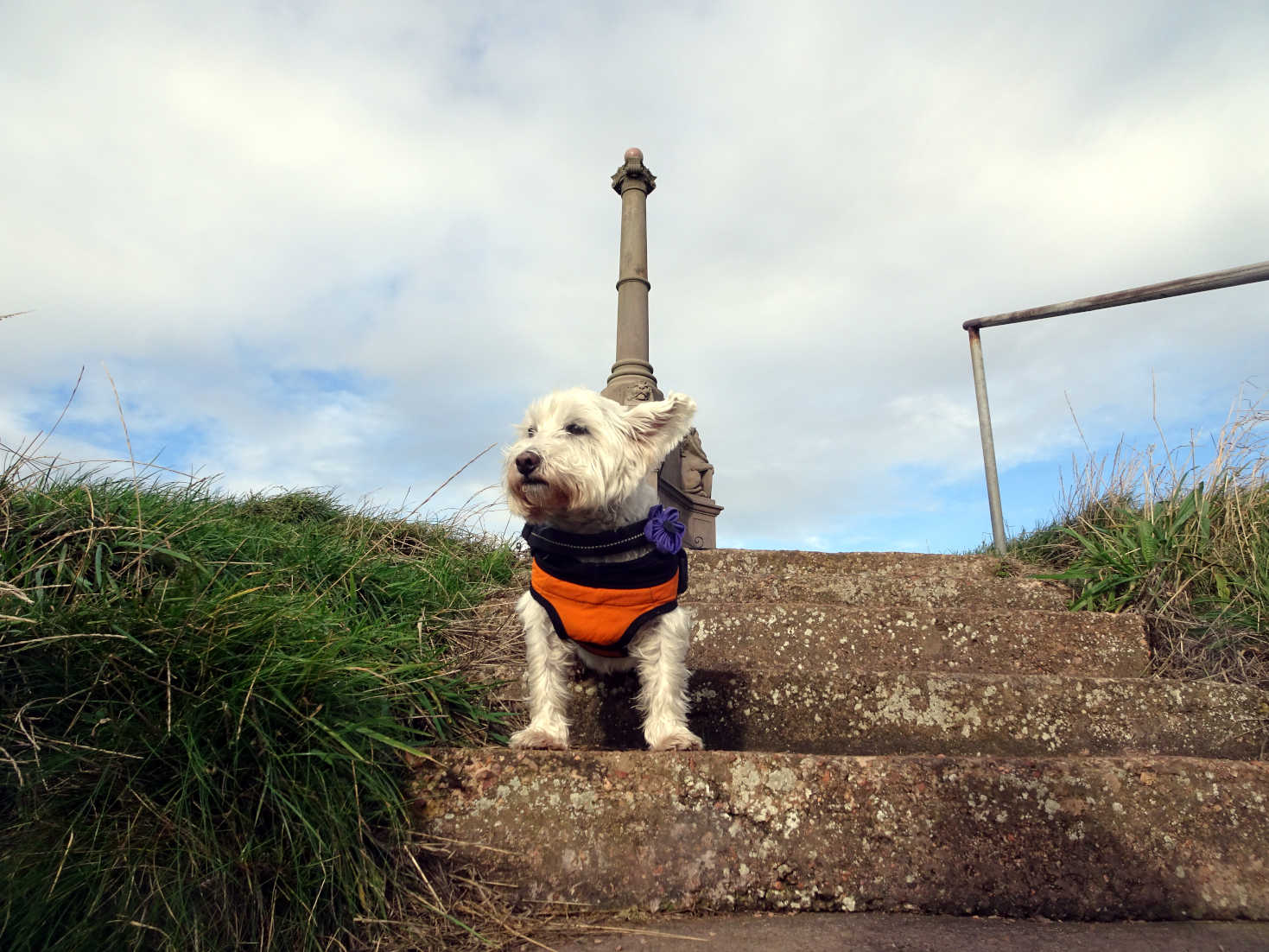 poppy at war memorial cellardyke