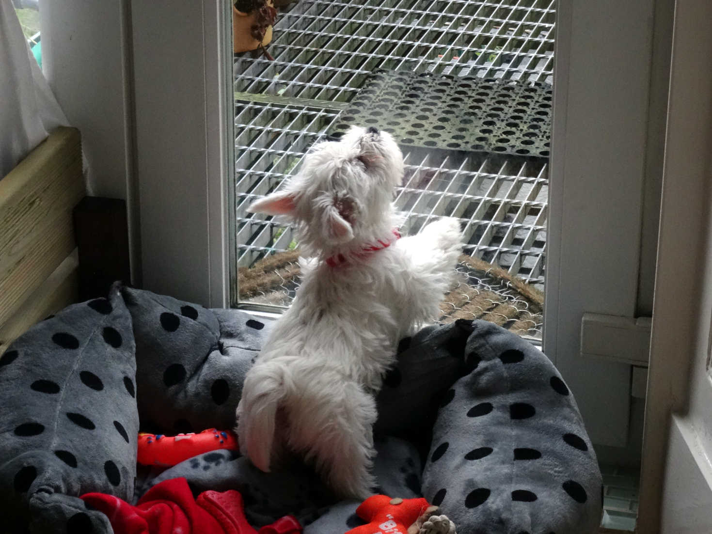 poppy discovers the window
