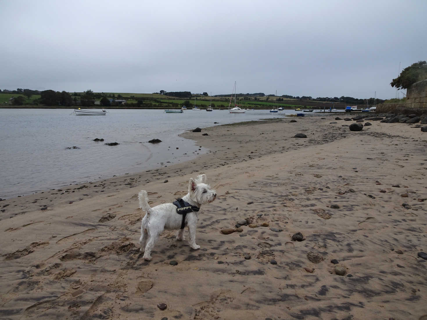 poppy explores alnmouth sands