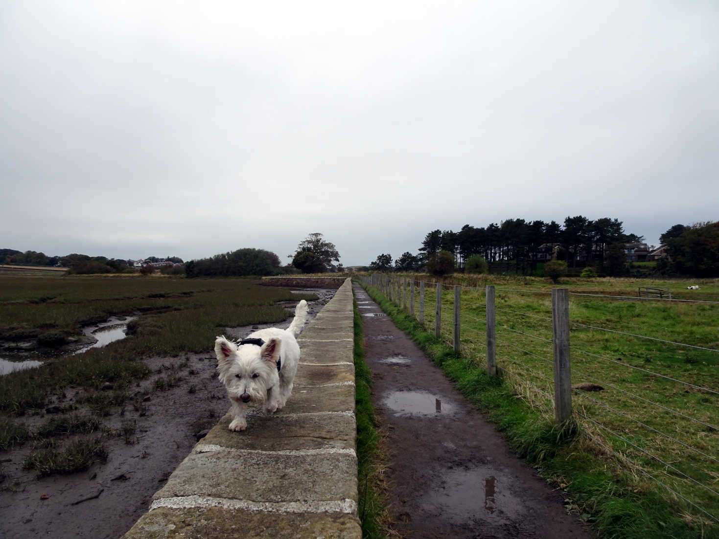 poppy keeping paws clean at alnmouth