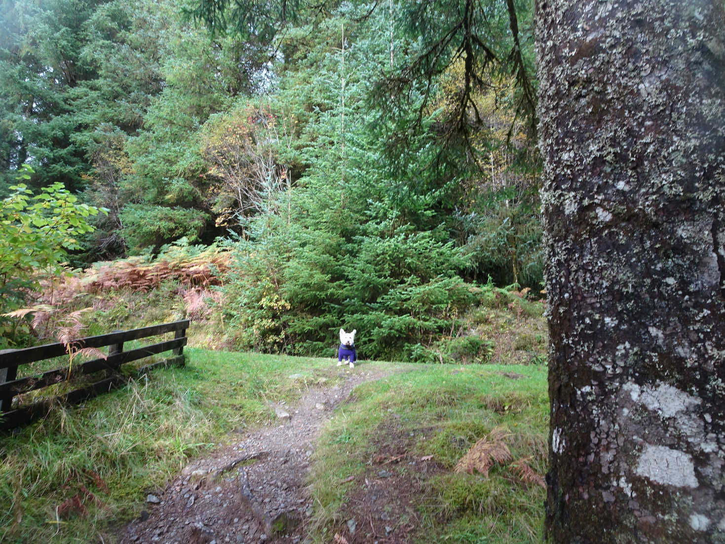 poppy looks for poppy at Avich Falls