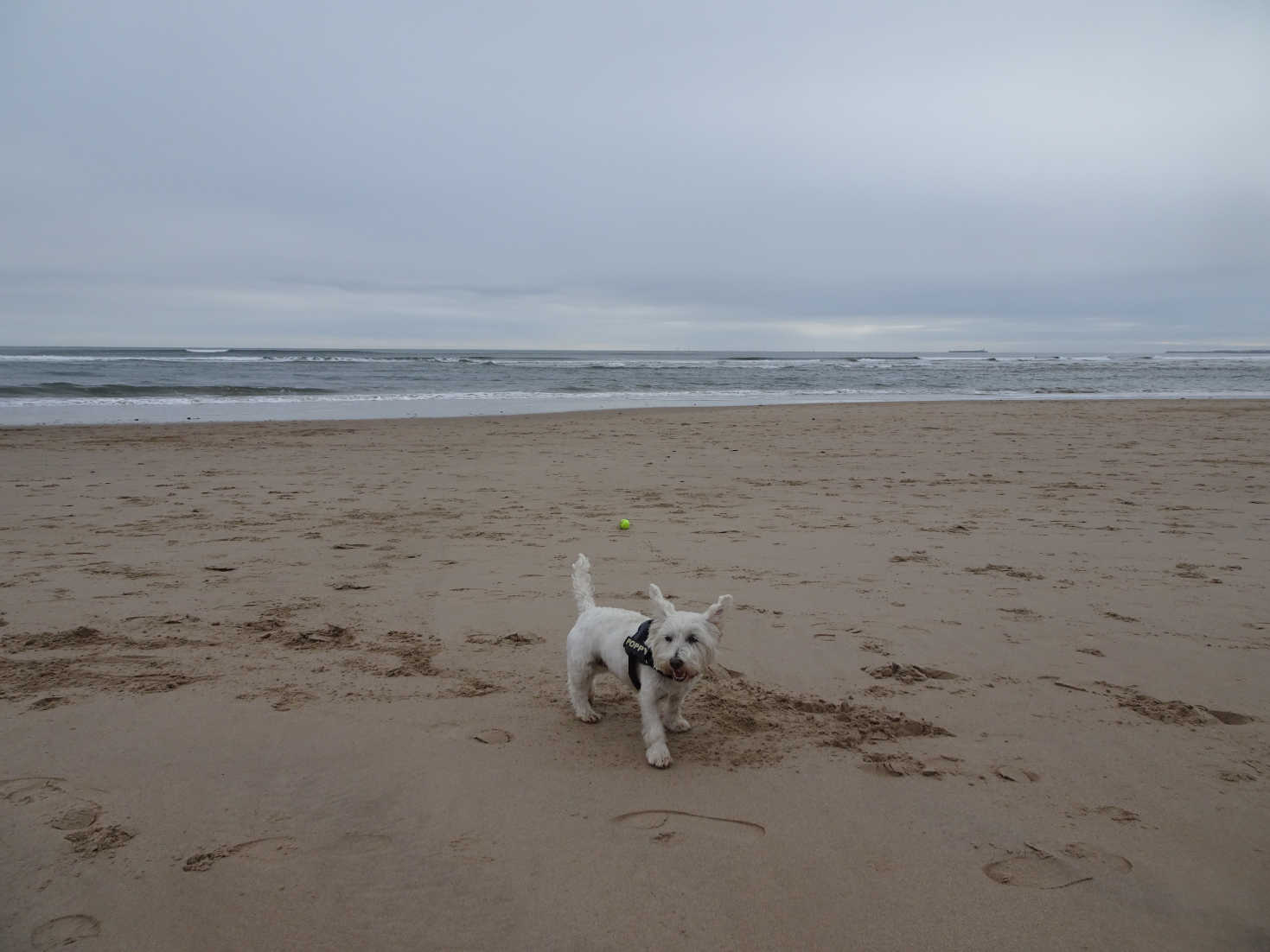 poppy on beach at alnmouth no wind