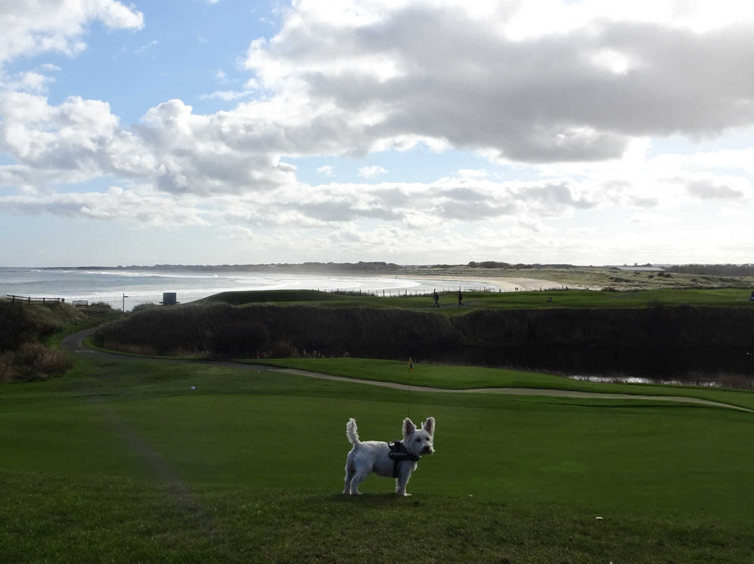 poppy on beadnell golf course