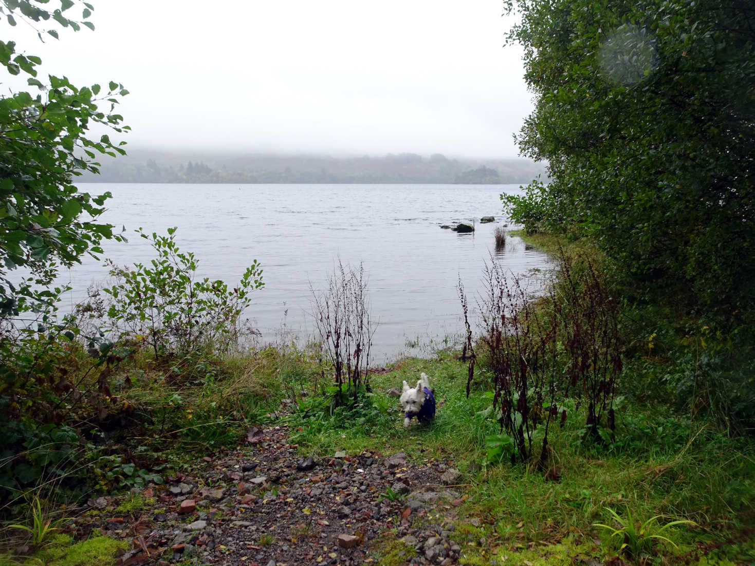 poppy on shore of loch awe