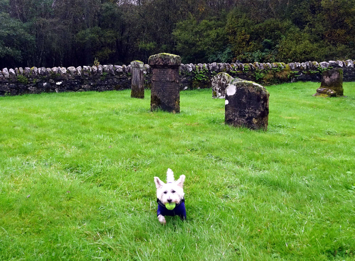 poppy playing in the stone park at dalavich