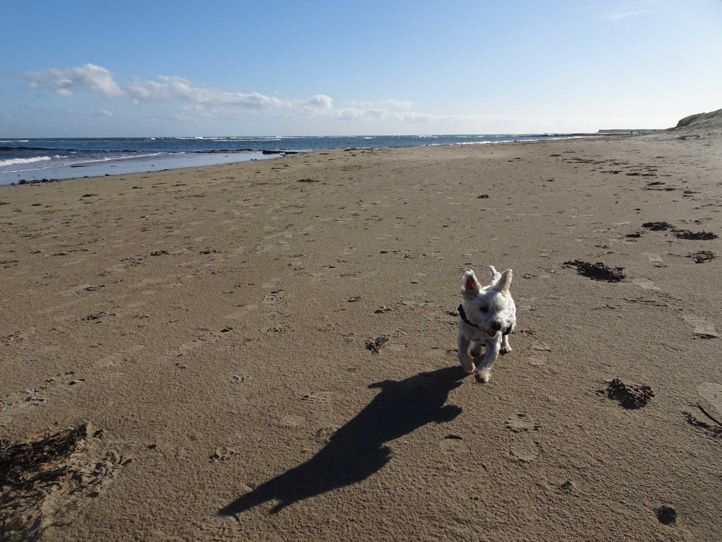 poppy plays on beach going to seahouses