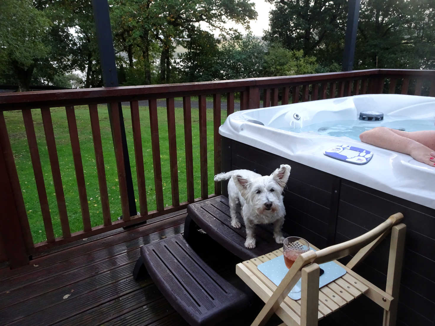 poppy sniffs out the hot tub