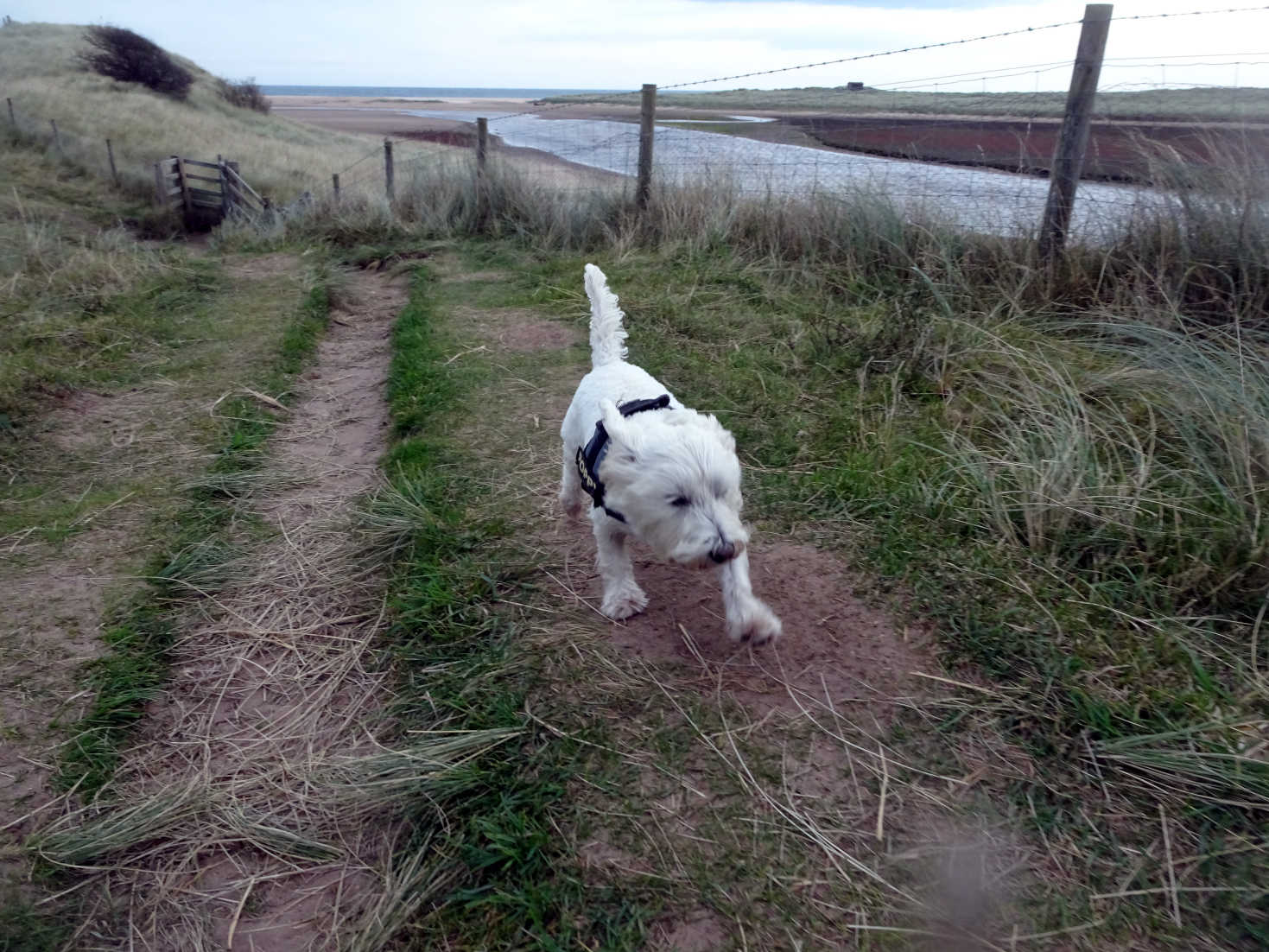 poppy the westie against the wind on costal path Beadnel
