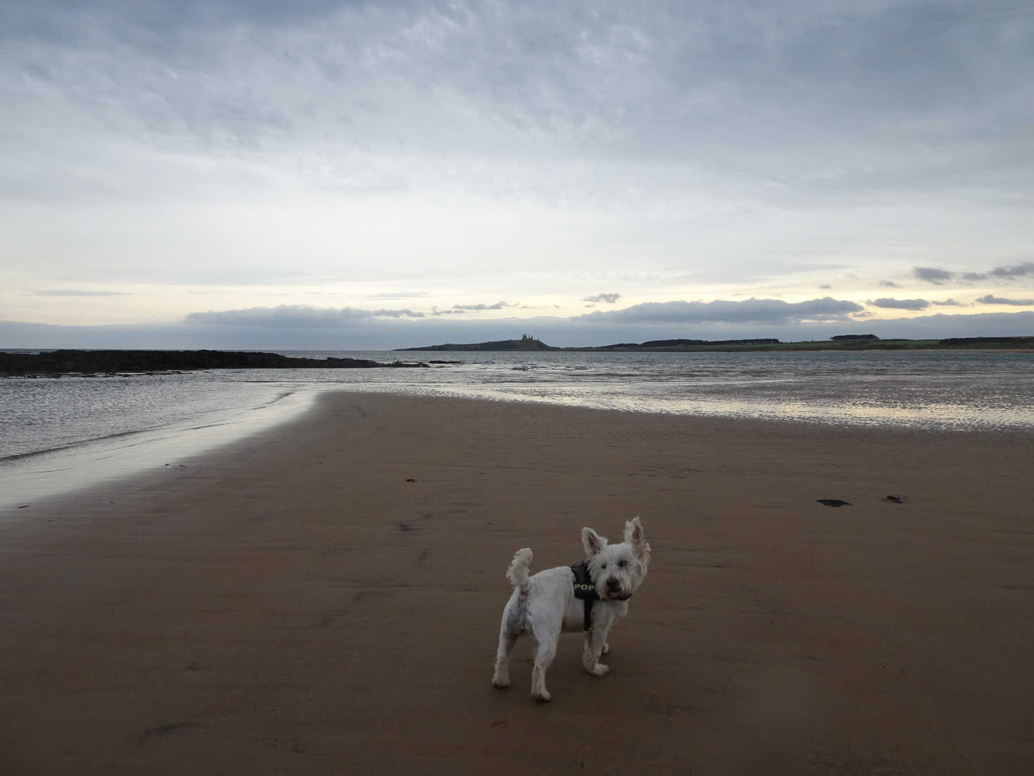 poppy the westie and Dunstanburgh Castle