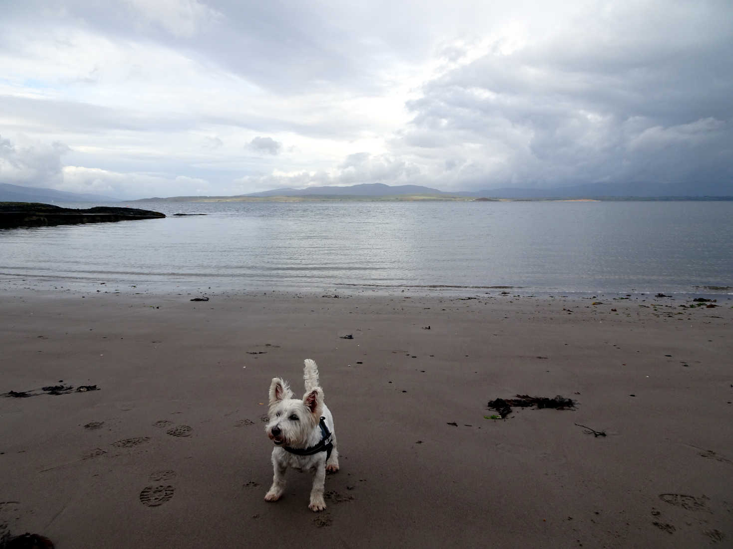 poppy the westie and maiden island oban