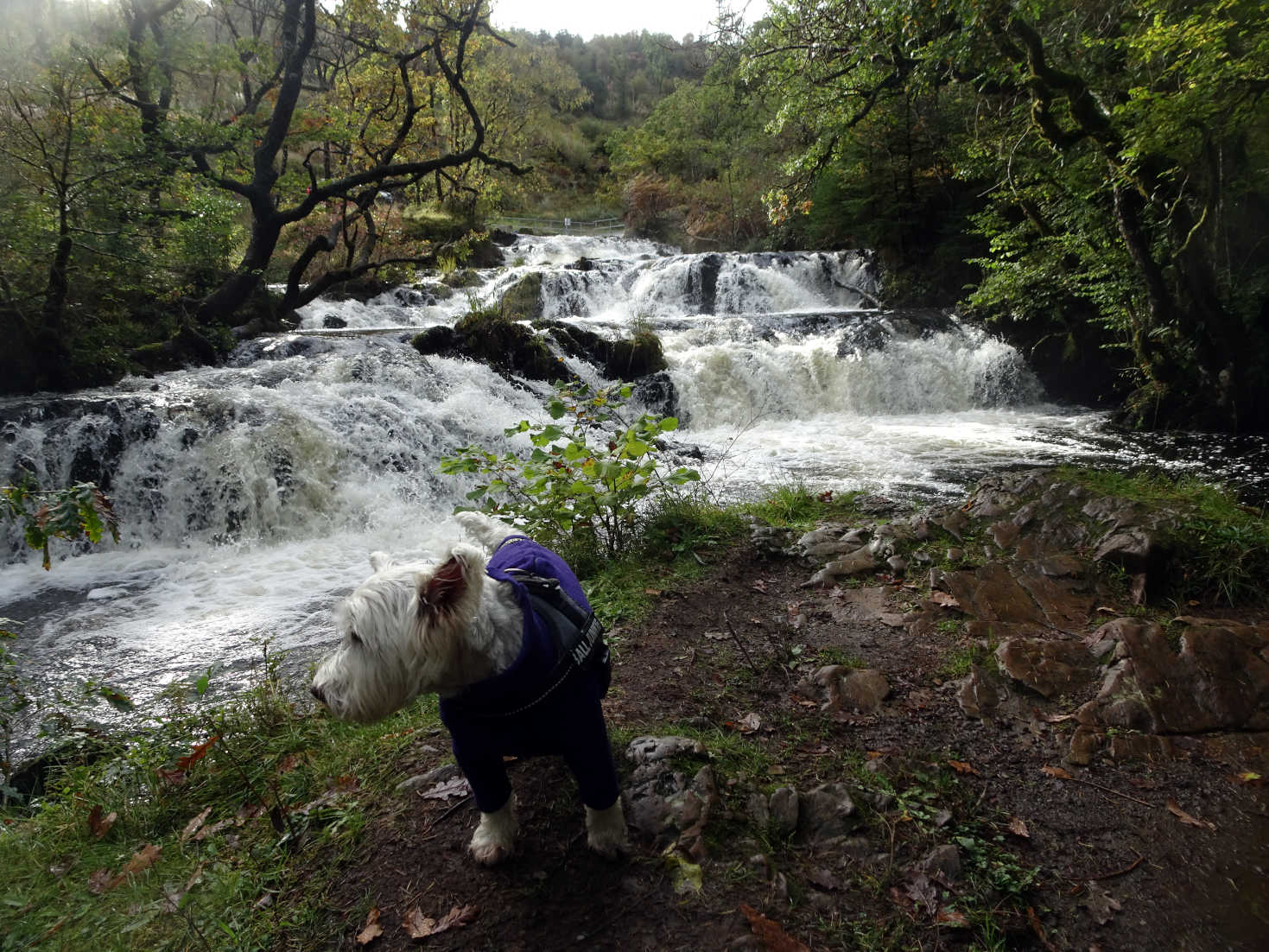 poppy the westie at Avich Falls