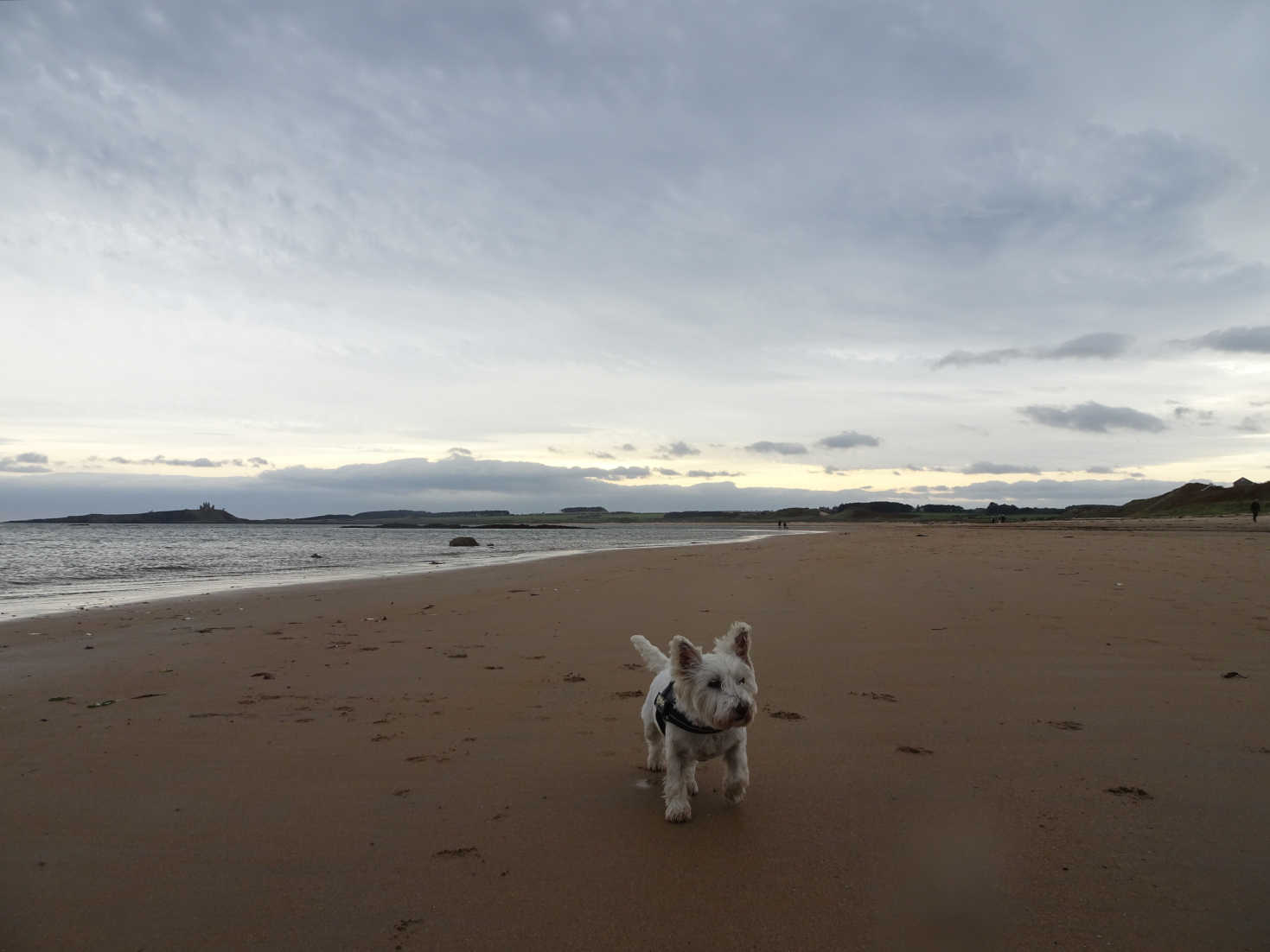 poppy the westie at Low Newton-by-the-Sea