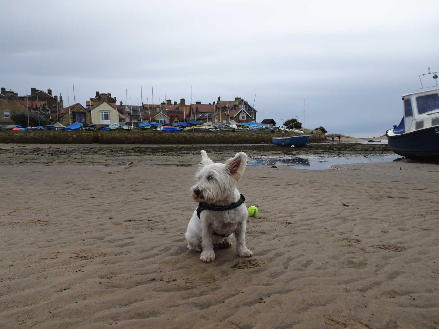 poppy the westie at alnmouth marina