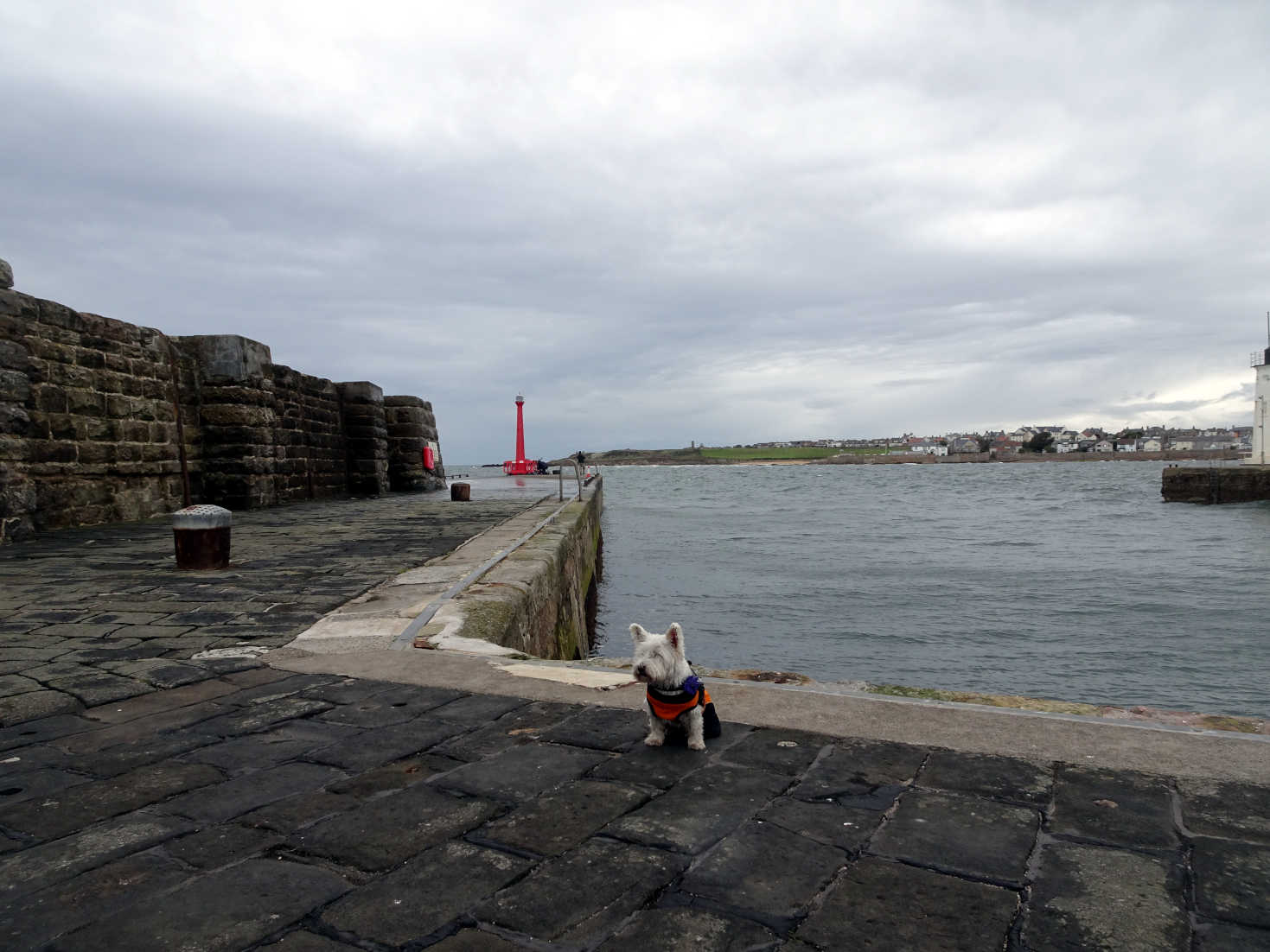 poppy the westie at anstruther harbour